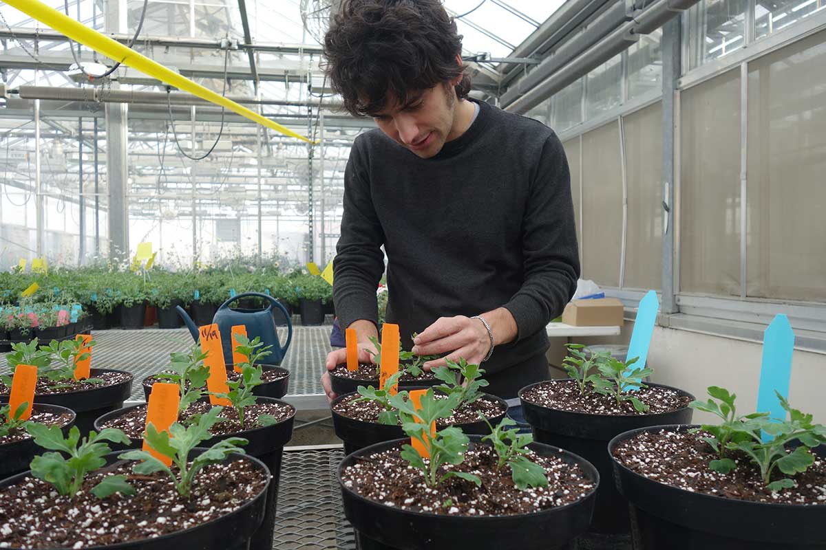 graduate student inspects plants in pots in the greenhouse