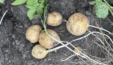 Harvested Polaris Gold potatoes laying in the field. 