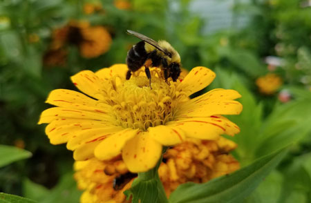 Close up of a bee on a yellow flower in a garden