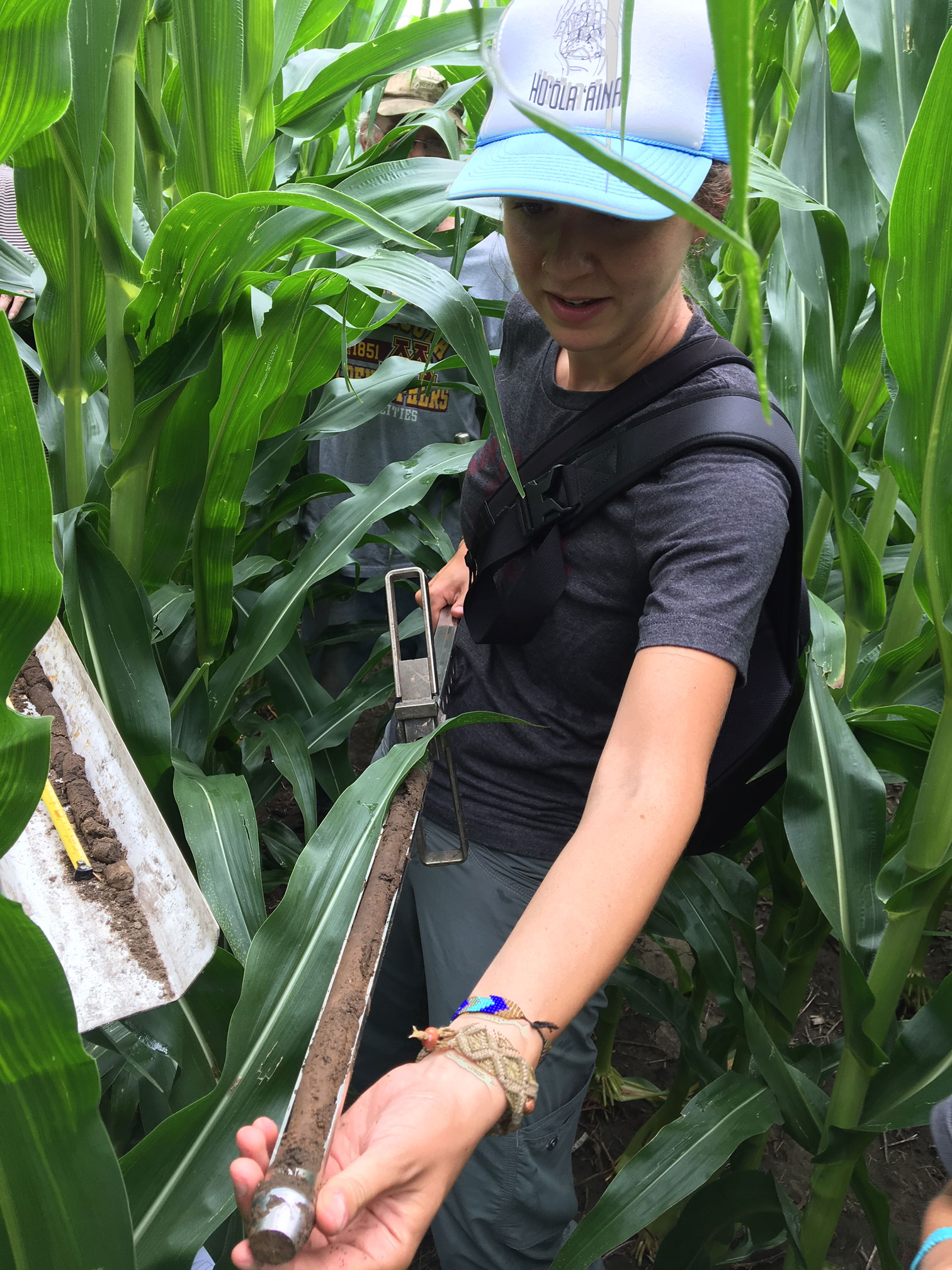 researcher holding a hose amongst rows of corn