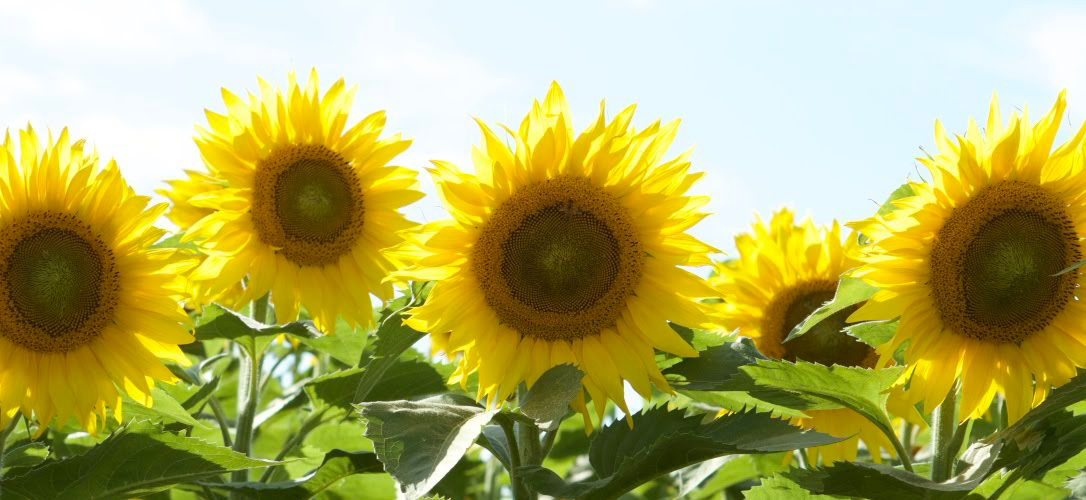 Five sunflower blooms in a row