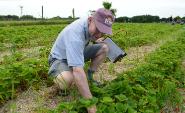Professor Jim Luby crouches down to examine strawberry crops. 