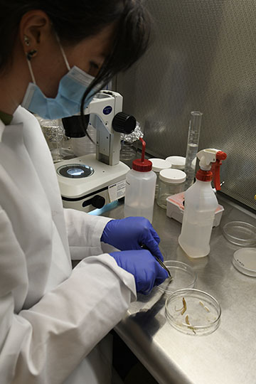 Jo Evans working in the lab