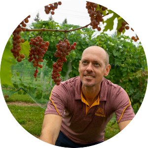 Matt Clark wearing a University of Minnesota polo looks up at a vine of grapes