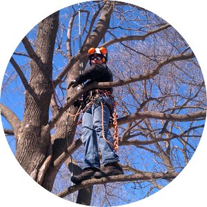 Nathan Migdal wearing a harness and rope standing in a tree