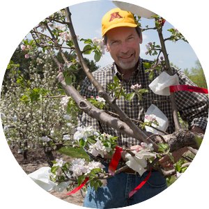 David Bedford working on an apple tree in the orchard.