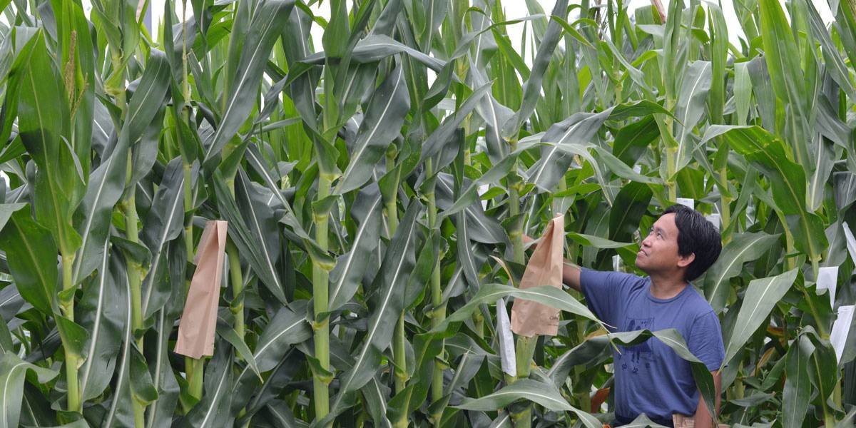 Person surrounded by tall stalks of corn.