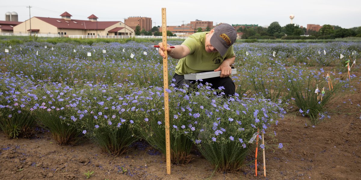 Graduate student measuring flax on the St. Paul Campus 