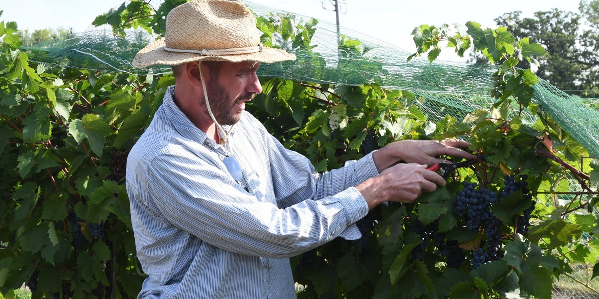 John Thull cutting grapes at the HRC. 