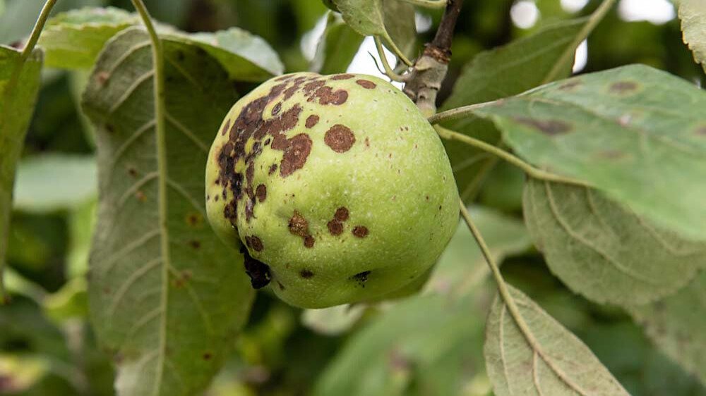 Granny Smith infected with apple scab