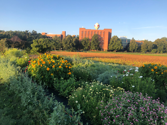 Field research plot on the St. Paul campus filled with multi colored flowers. Image by Sarah Anderson. 