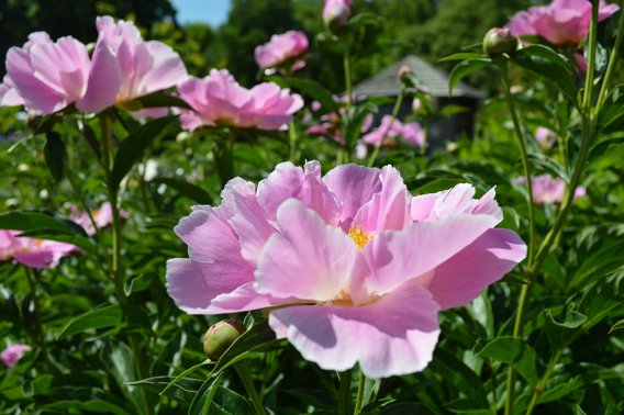 Pink peonies in the Learning Garden