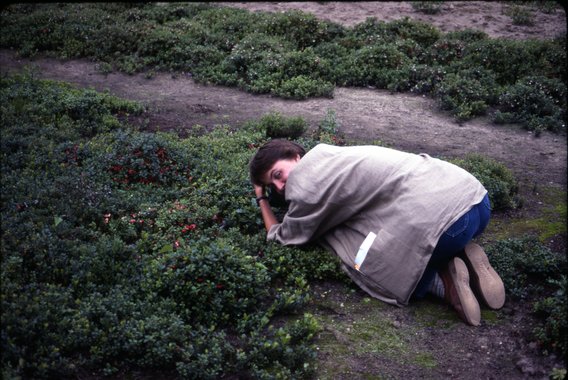 Dr. Emily Hoover in a lingonberry field in Sweden in 1985