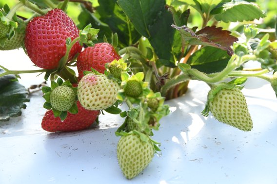 Strawberries growing on the St. Paul Campus