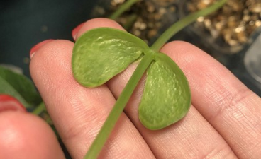 close up of fingers holding the stem and leaves of a plant propagation