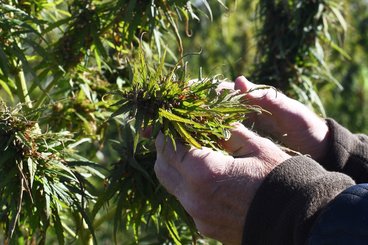 Image of hemp plant and Dr. Tom Michaels hand examining a hemp plant