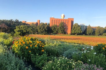 Floral field plot on the St. Paul Campus.