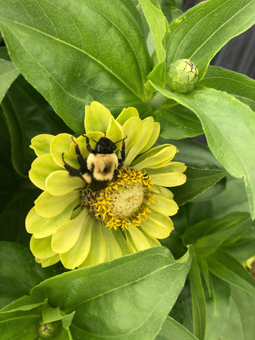 Bumblebee (Bombus spp.) visiting a Zinnia flower on the St. Paul campus. Image by Sarah Anderson.