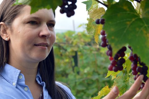 brunette woman investigating a vine of purple grapes